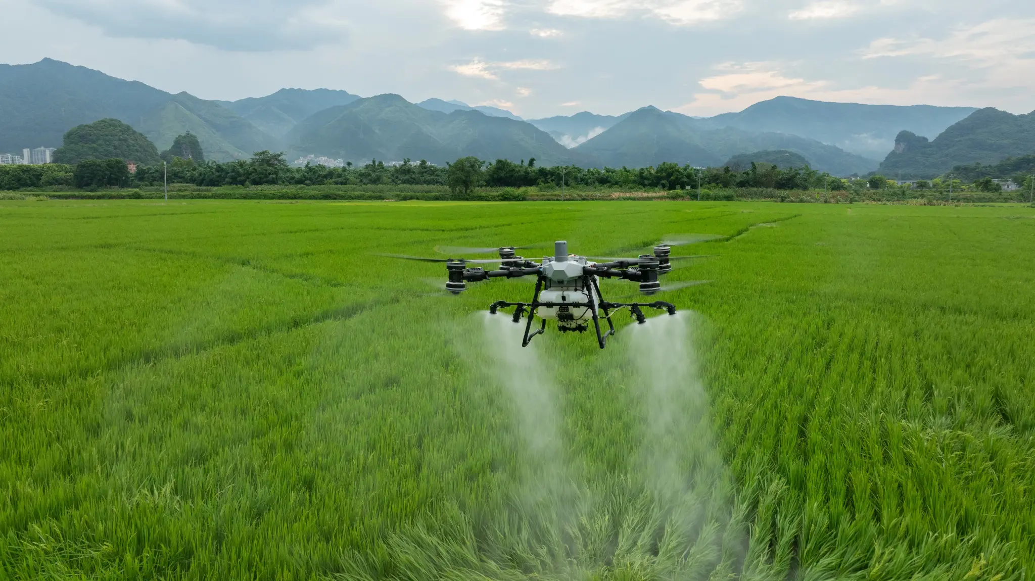 Agricultural spray drone applying product over wheat field